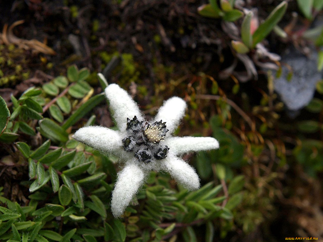 Эдельвейс крымский цветок (81 фото)